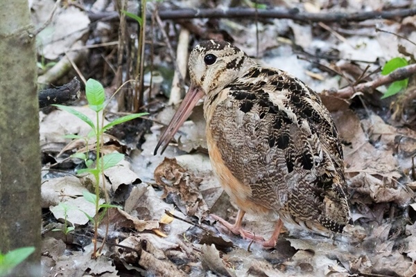 Woodcock Walk