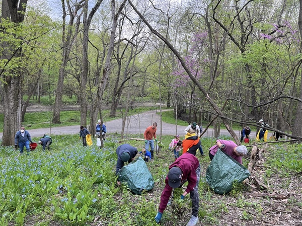 Invasive Garlic Mustard Removal with Natural Resources Staff (Lake of the Woods)