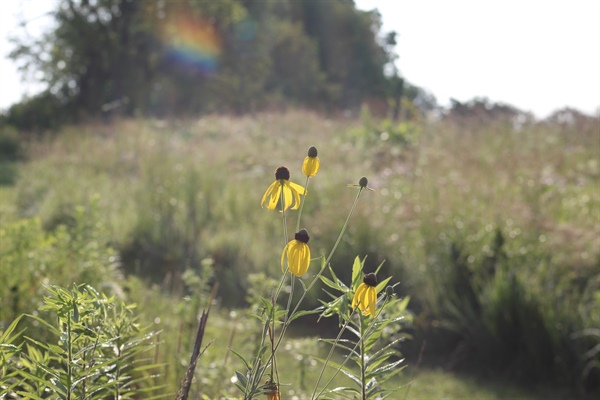 News | Champaign County Forest Preserve District
