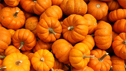 image Harvest Fest