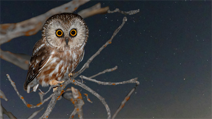 image 2024 Owl Night: An Up-Close Experience with Our Round-Eyed, Feather Friends