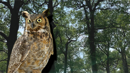 image Owls of Illinois