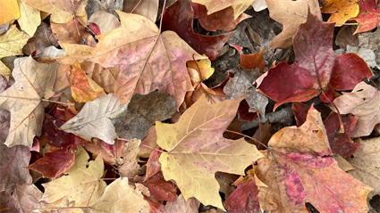 image Sap to Syrup: Exploring Maple Tapping in Central Illinois 2025 