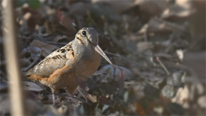 image Woodcock Walk 2025