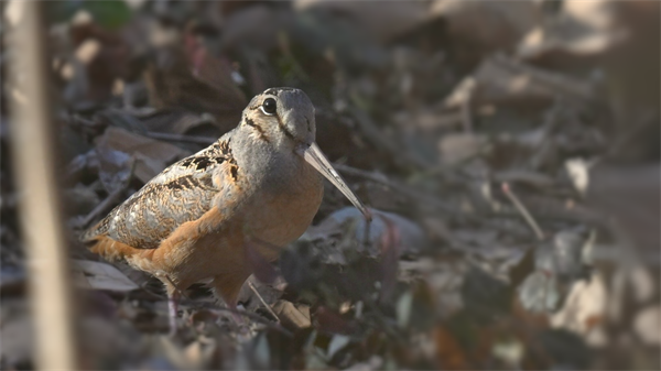 Woodcock Walk 2025