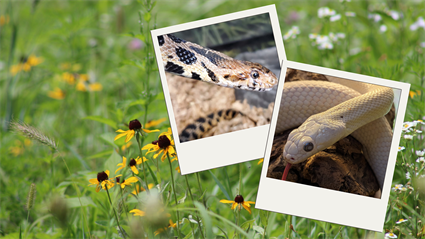 image Snakes on Spring Break! March 17