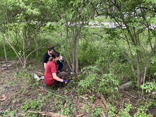image Volunteer Event: Earth Day Invasive Removal 2025