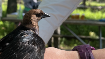image International Migratory Bird Day- Mist Netting Demo 2025