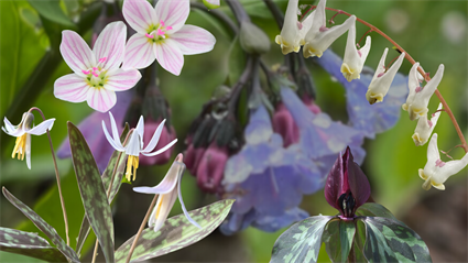 image POP UP: Guided Spring Wildflower Walk 2025