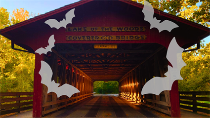 image Bats at the Bridge 2025