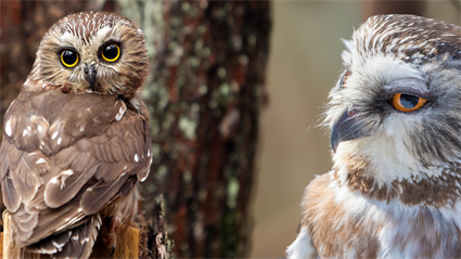 image Owl Night 2025