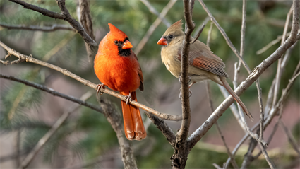 image OUTside in Champaign Forests- Love Birds Edition