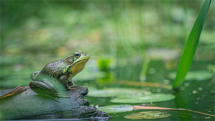 image East Central Illinois FrogWatch Volunteer Training 2026