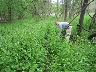 image Garlic Mustard Removal 2026