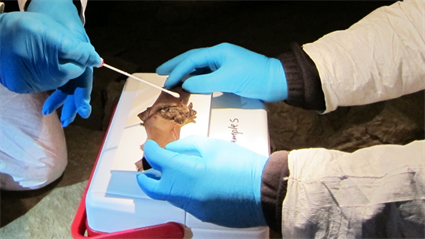 image Breakfast with Bat Scientists