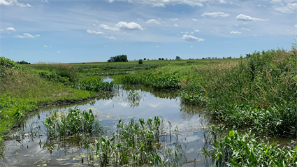 image Growing Up in the Preserves: Wetland Wonders 
