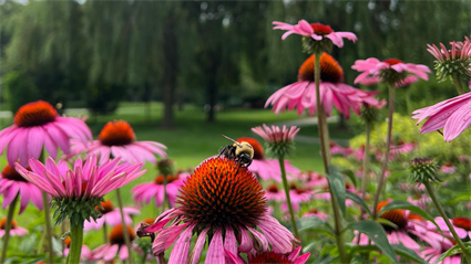 image Garden Speaker Series: Pollinator Pockets