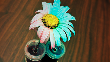 image Cultural Crafts: Red, White, & Blue Daisies