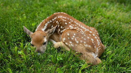 image Growing Up in the Preserves: Animal Adaptations
