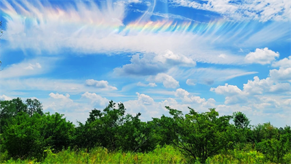image OUTside in Champaign Forests