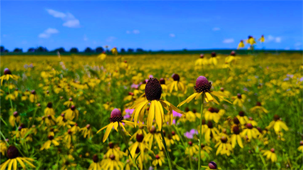 image Growing Up in the Preserves: Colors