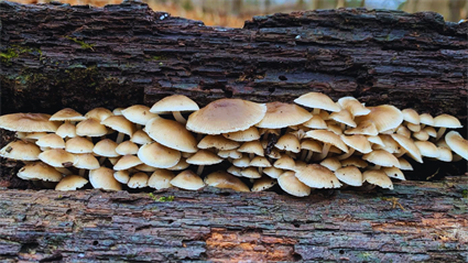 image Pop Up: Guided Fungus Hunt