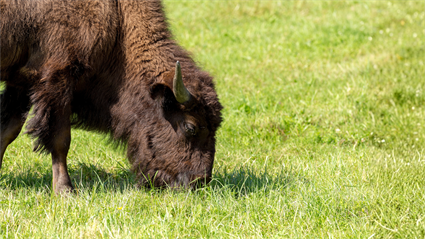 image Learning from the Land: Two-Day Educator Workshop