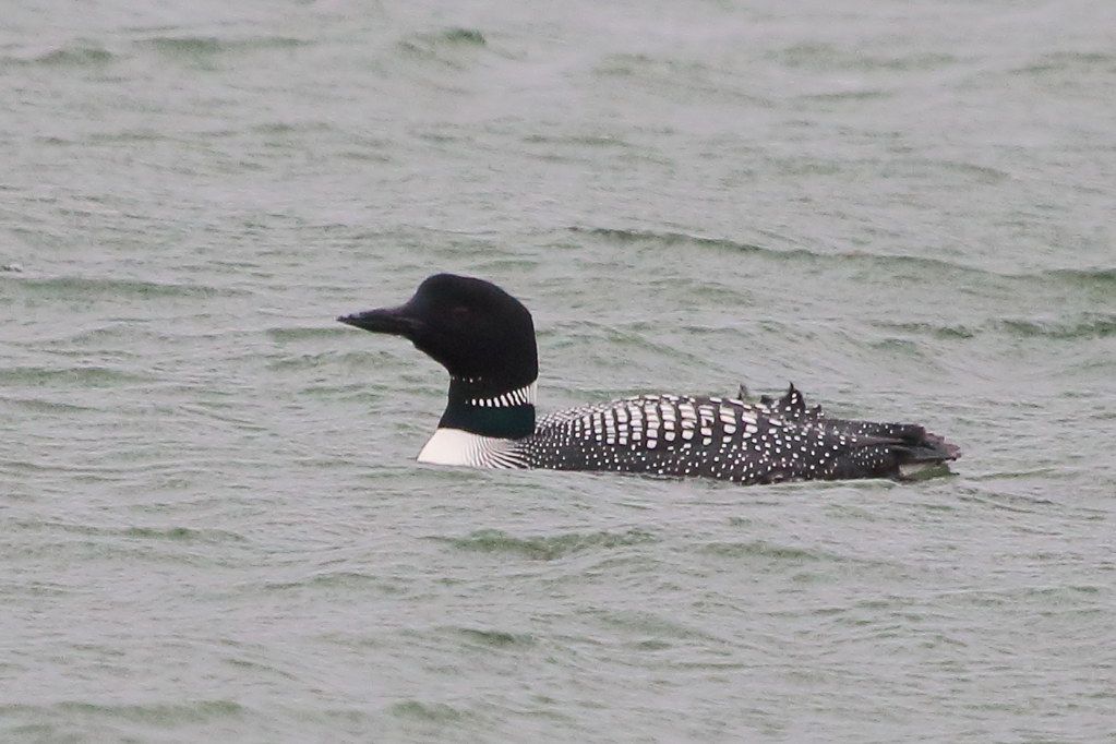 Waterfowl & Shorebirds Details