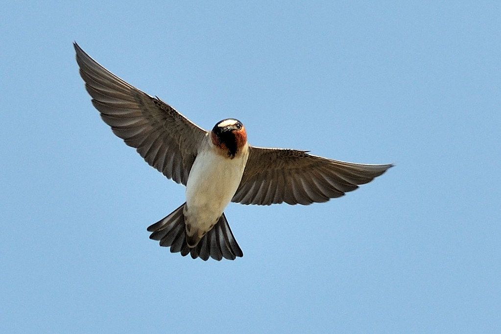 Swallows Details
