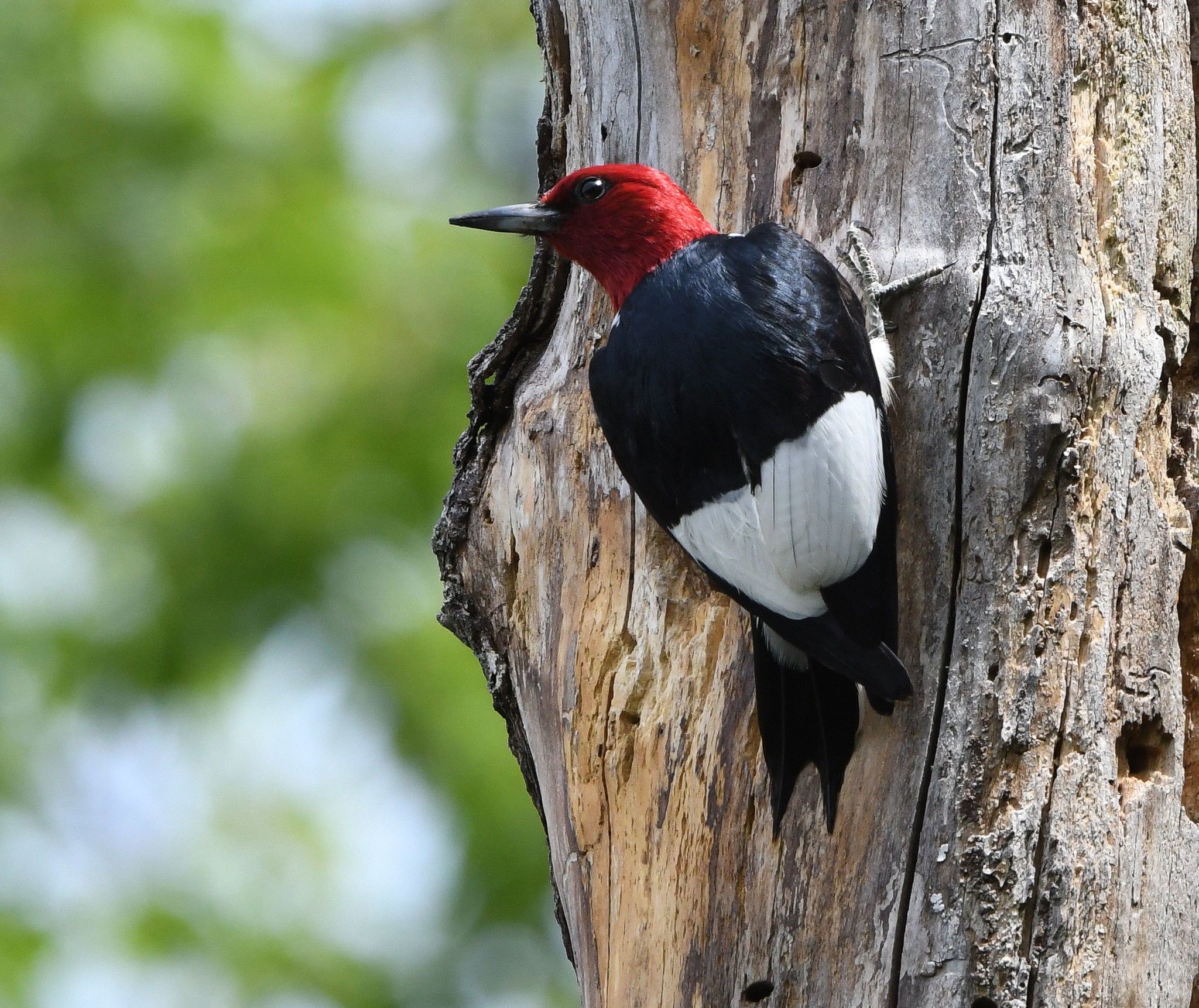Red-Headed WoodPecker Details