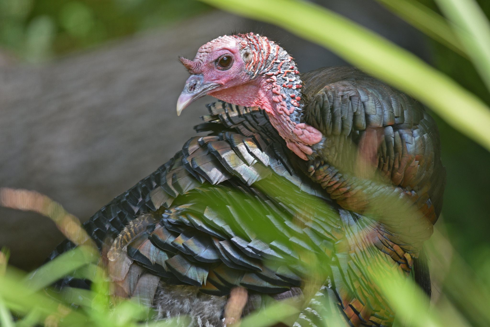 Wild Turkey Details