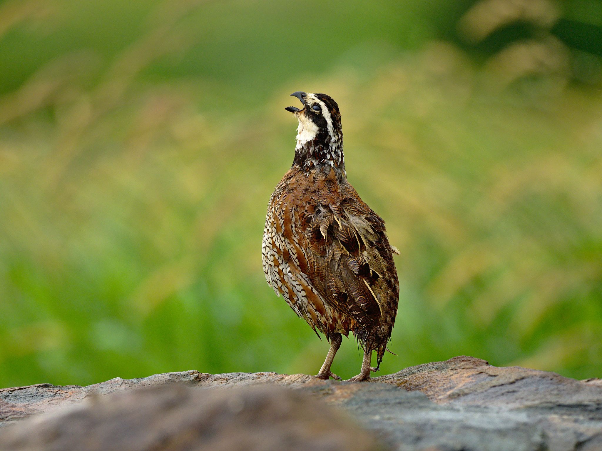 Northern Bobwhite Details