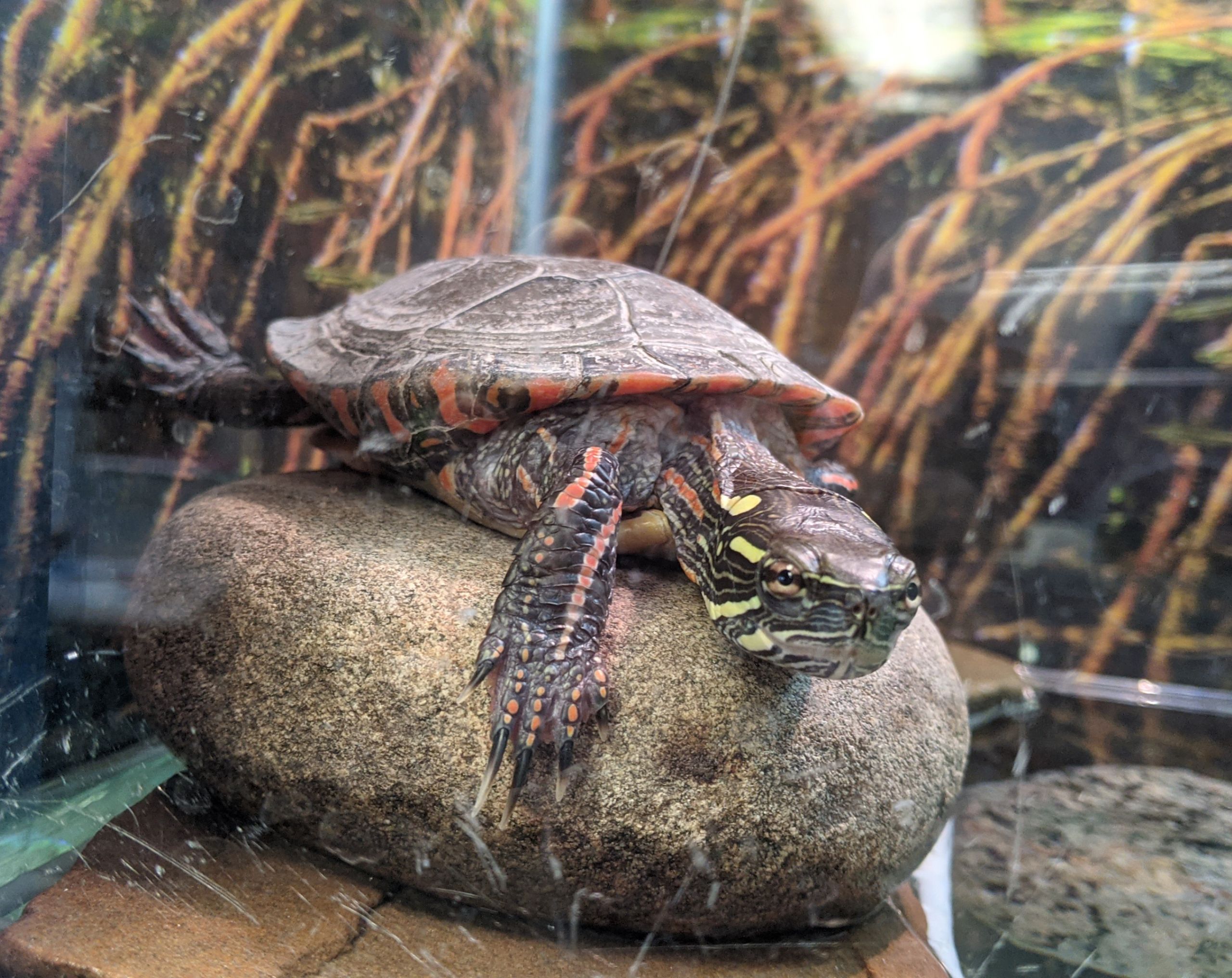 Homer Lake's Wildlife