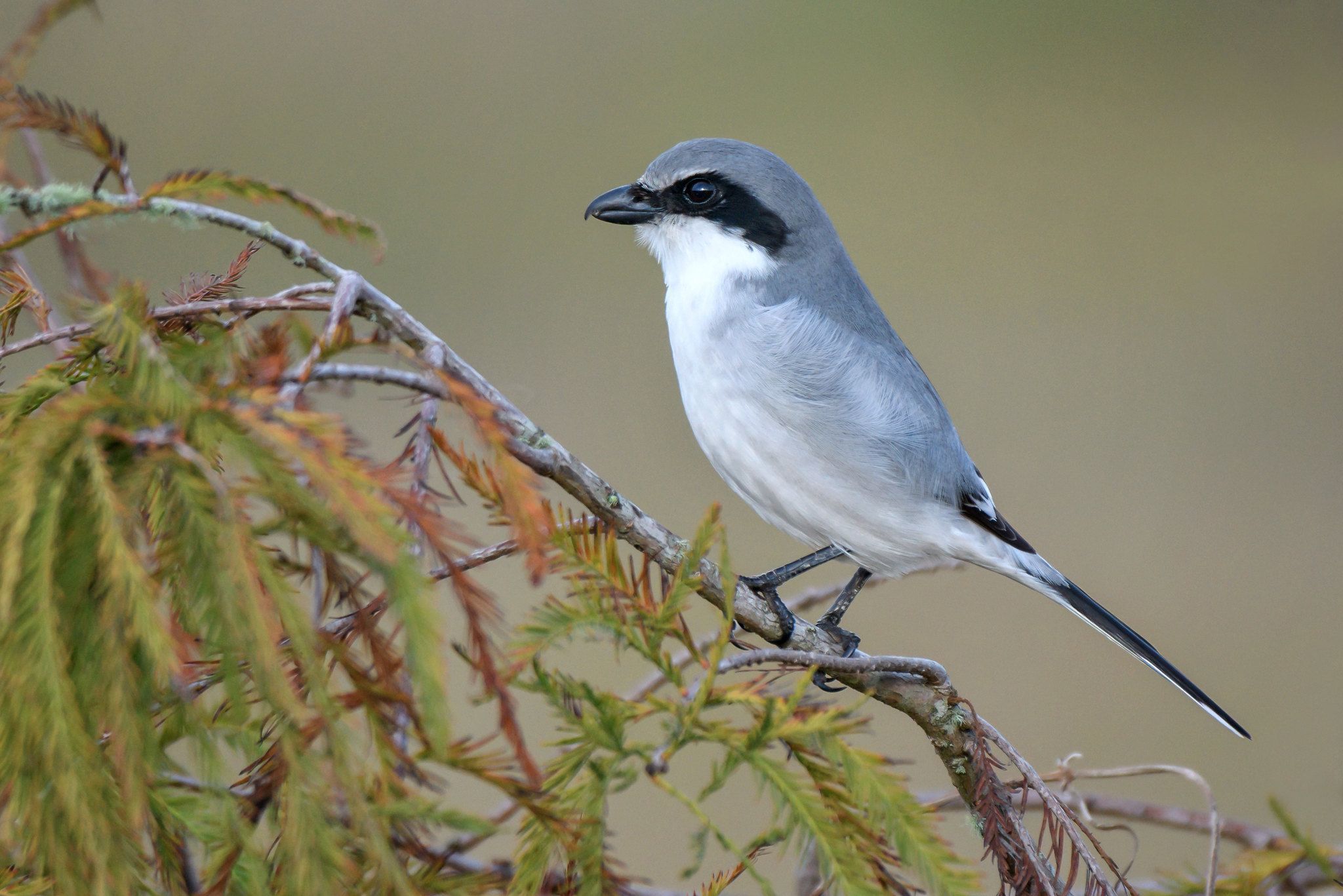 Loggerhead Shrike