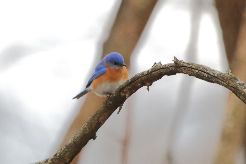 Eastern Bluebird Details