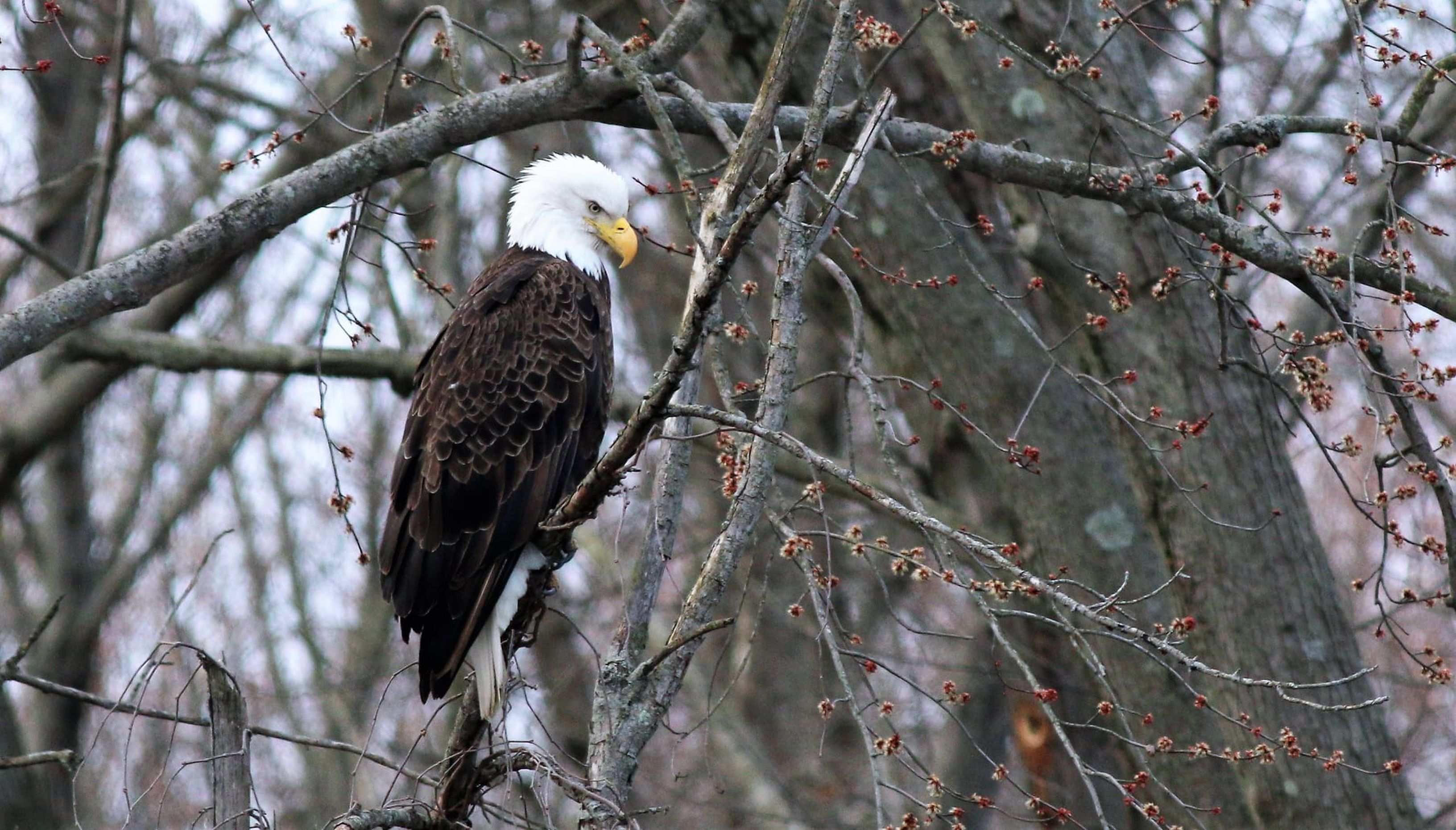 Bald Eagle Details