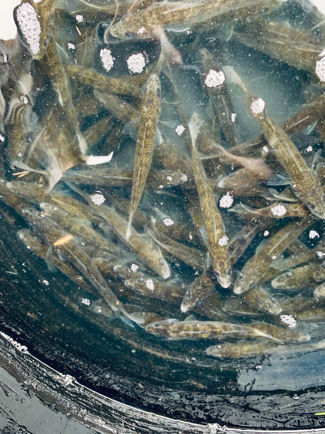 River Fishing at All Preserves