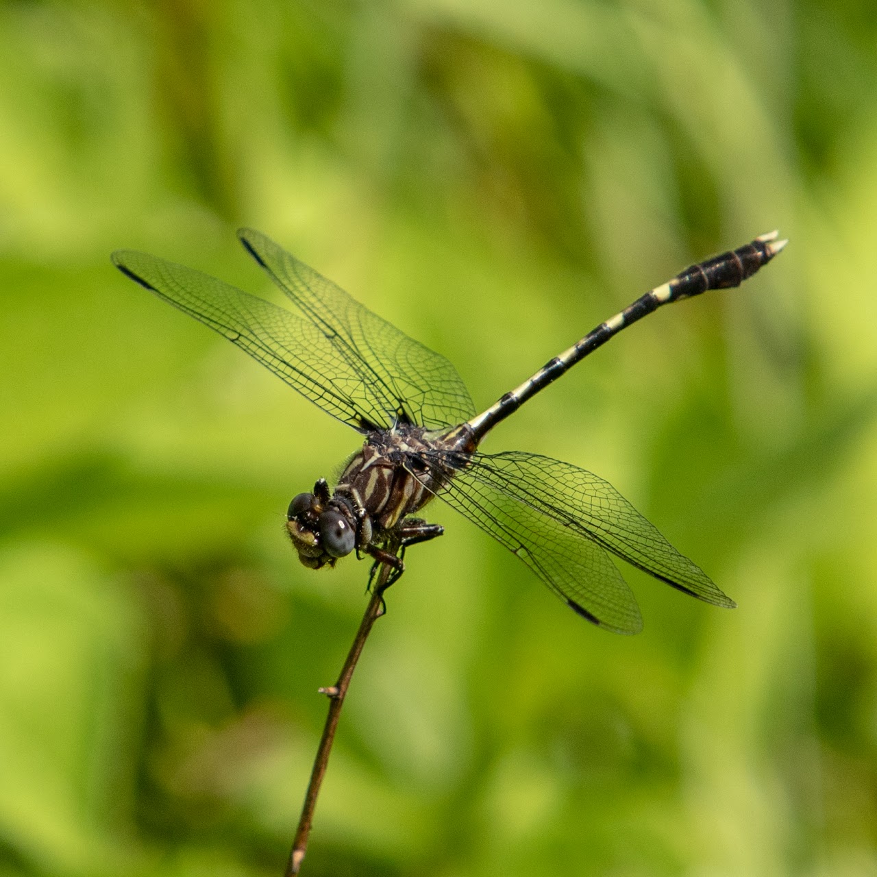 Dragonflies