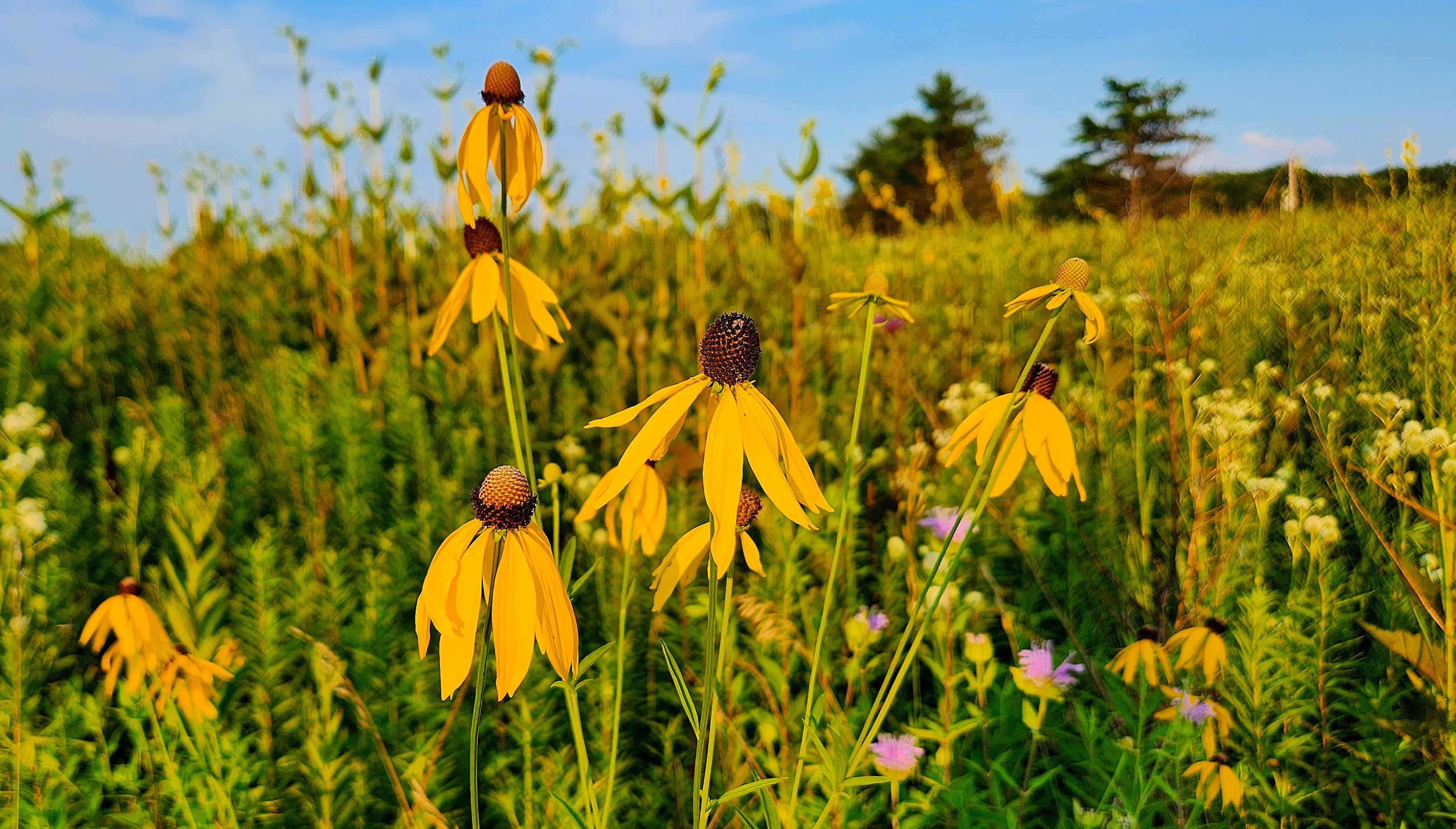 Prairie Restoration