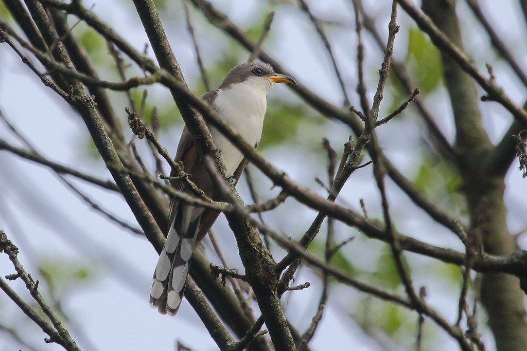Yellow Billed Cuckoo Details