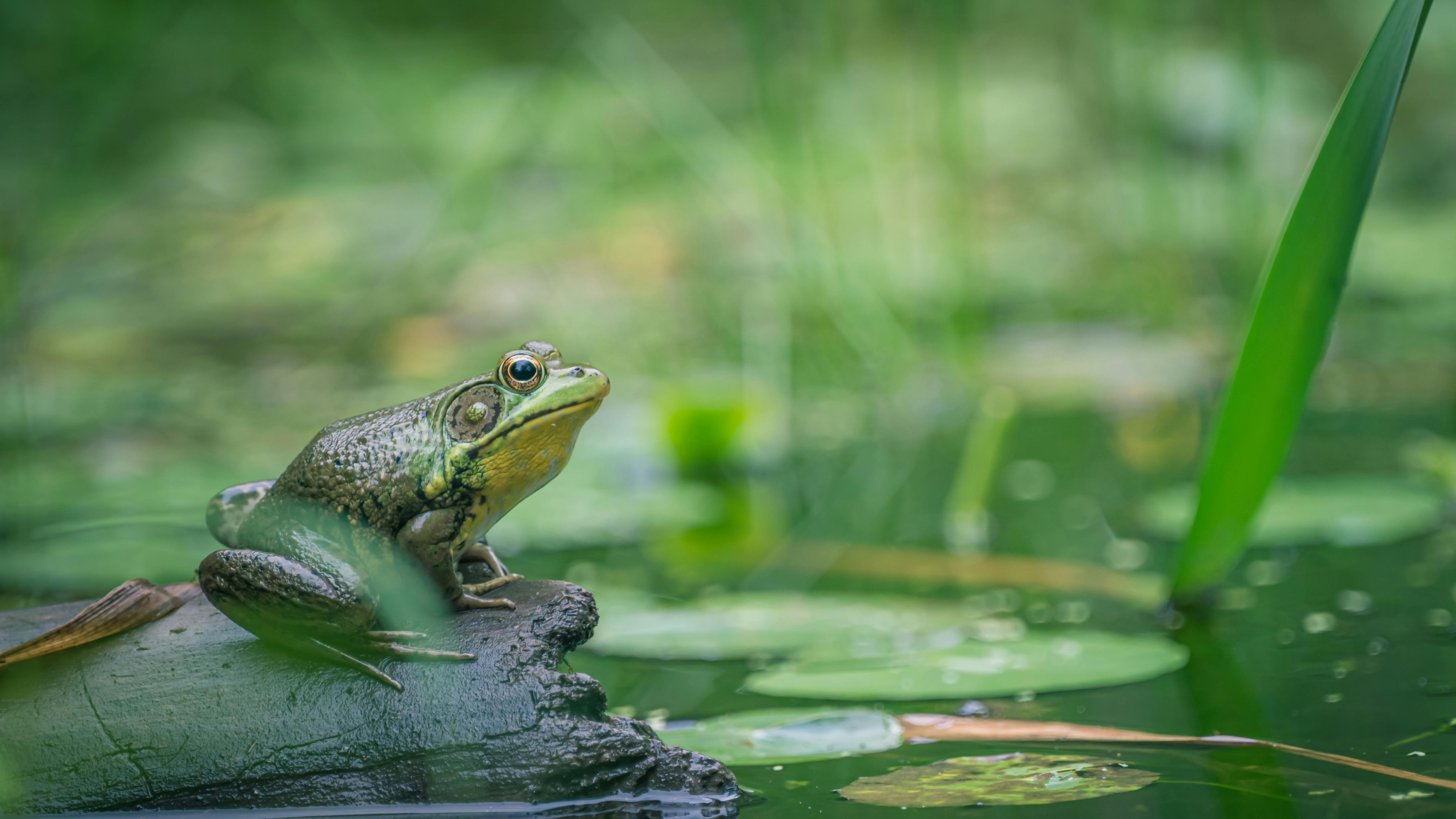 Join the FrogWatch