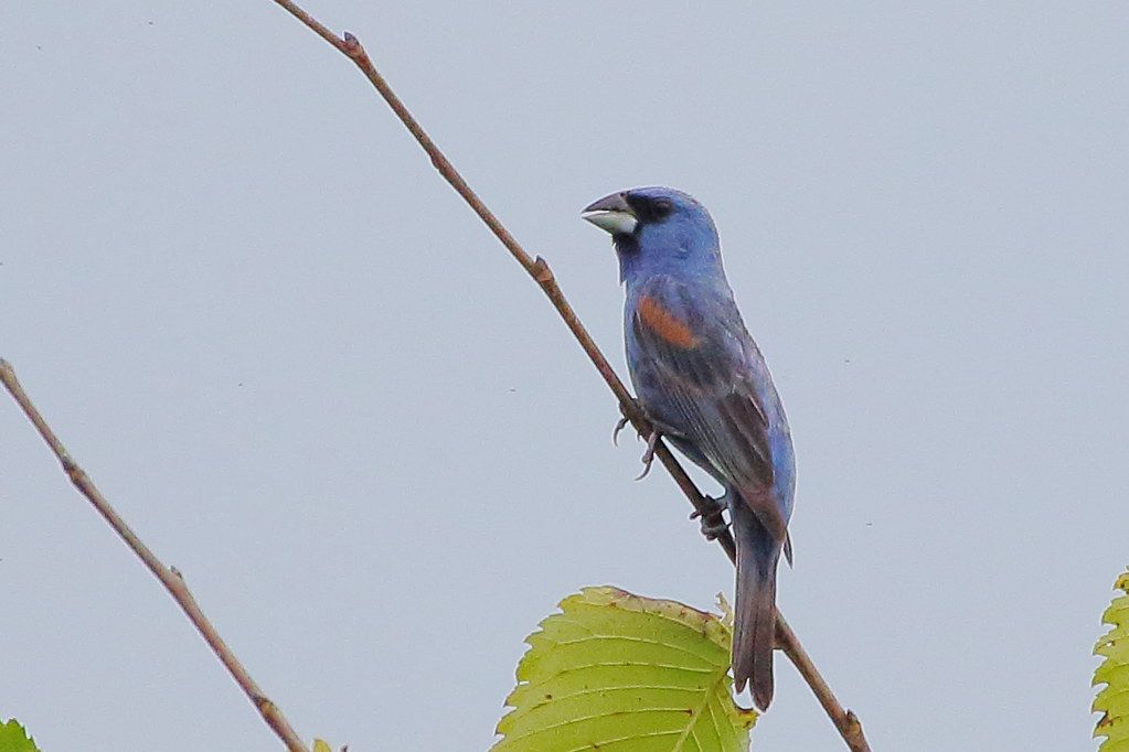 Blue Grosbeak