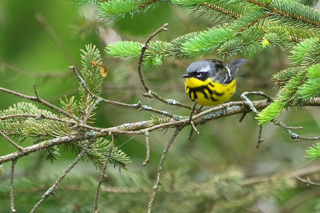 Warblers Details