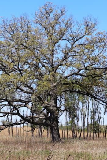 Native Plants | Champaign County Forest Preserve District