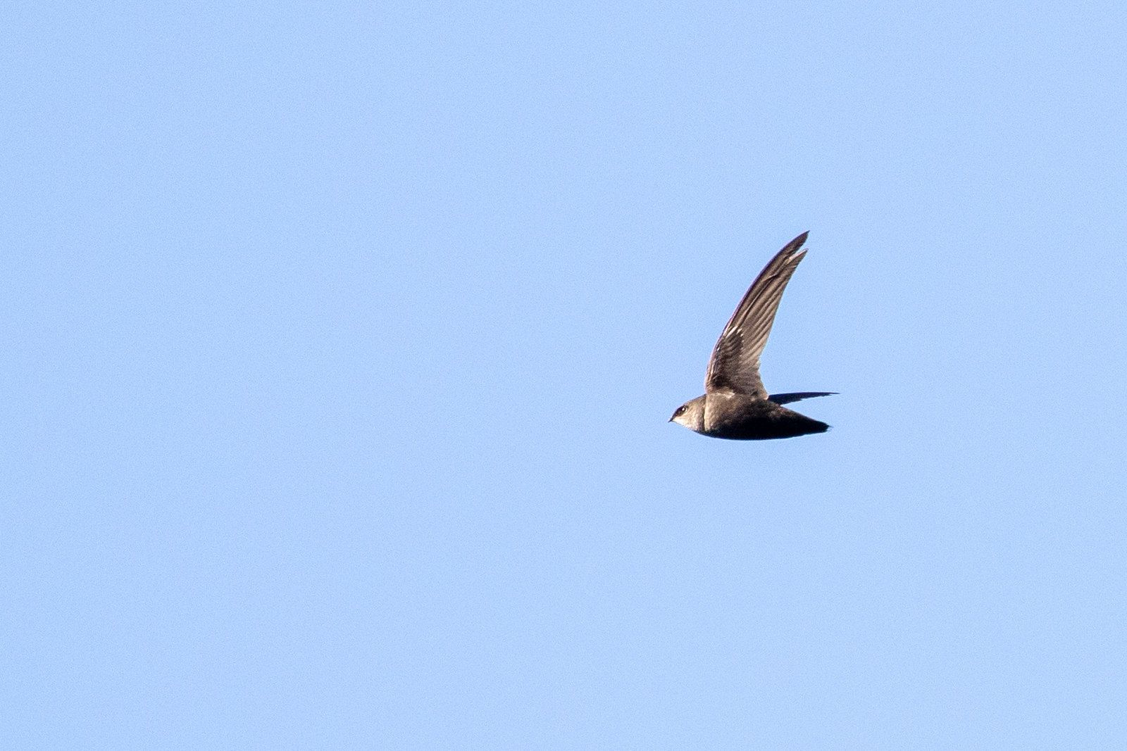 Chimney Swift Details