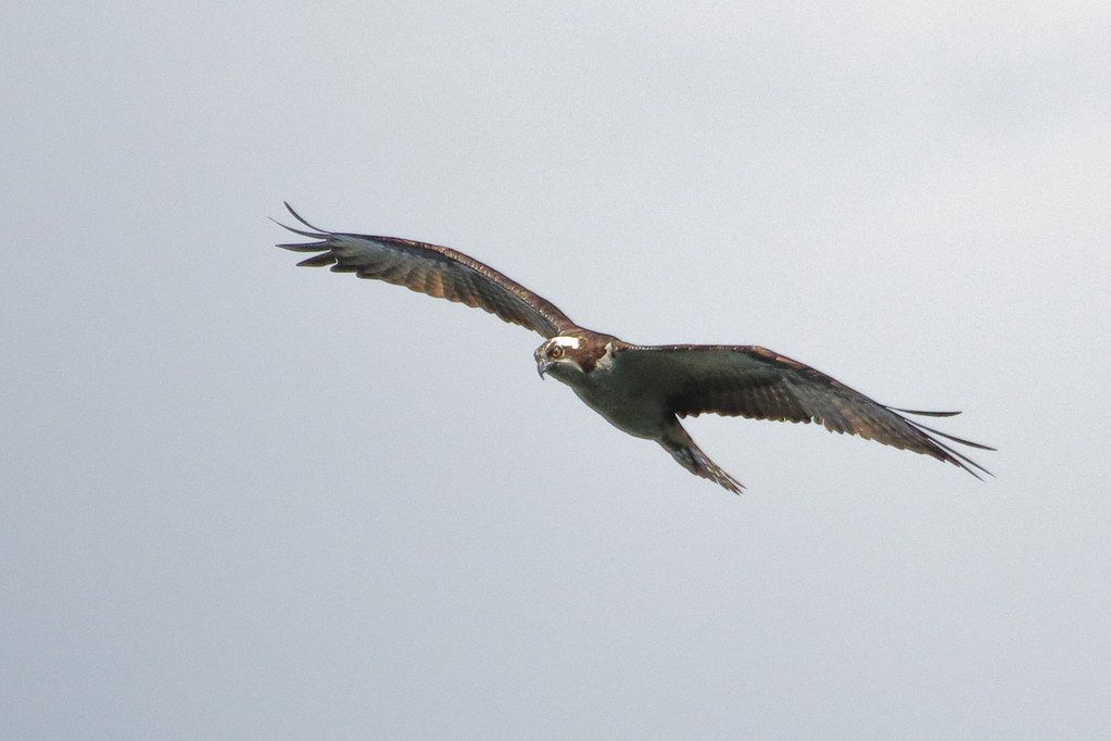 Osprey Details