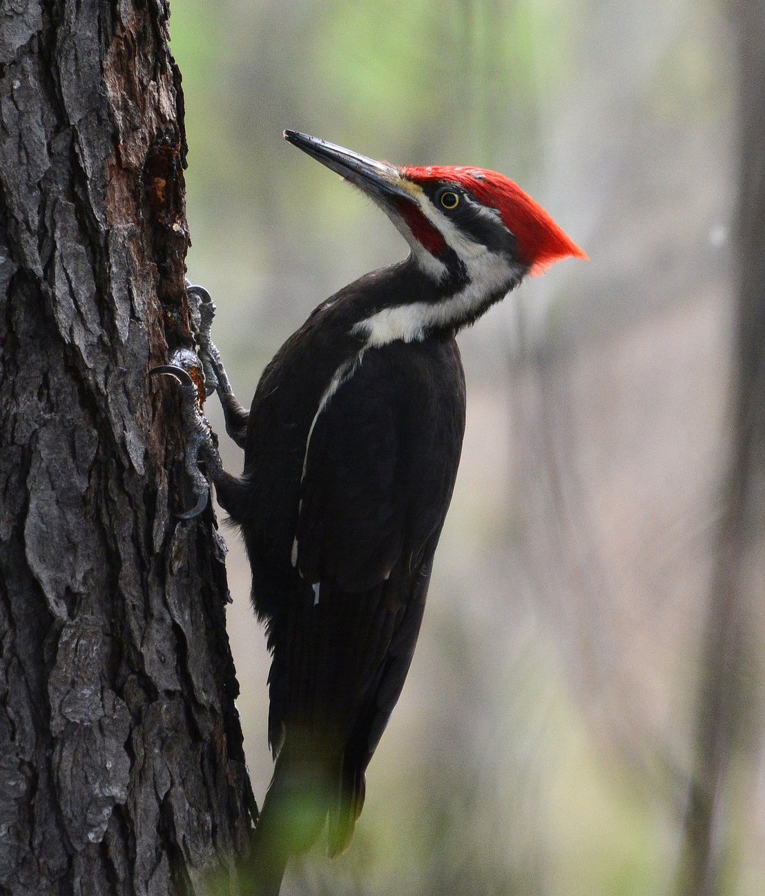 Pileated Woodpecker Details