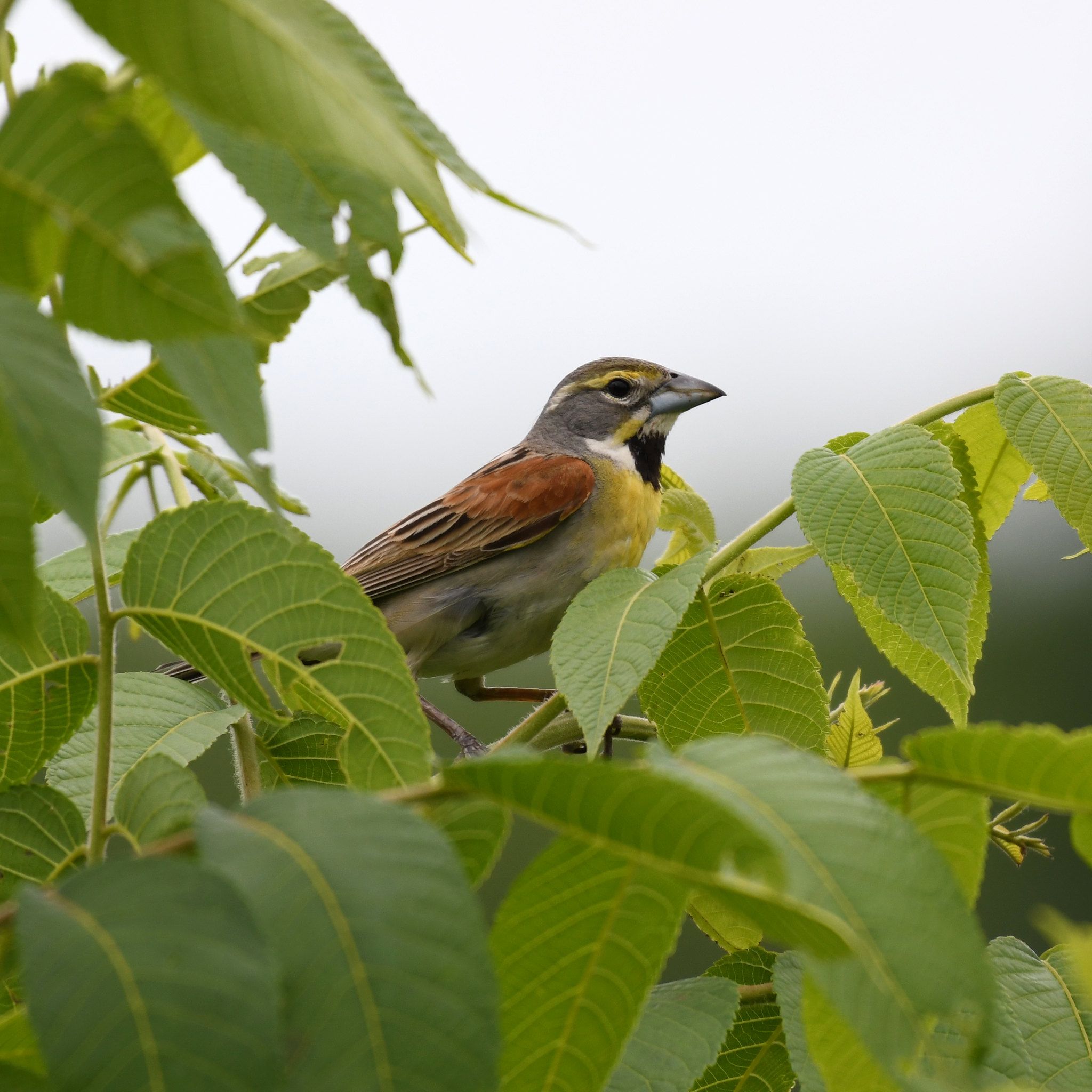 Dickcissel