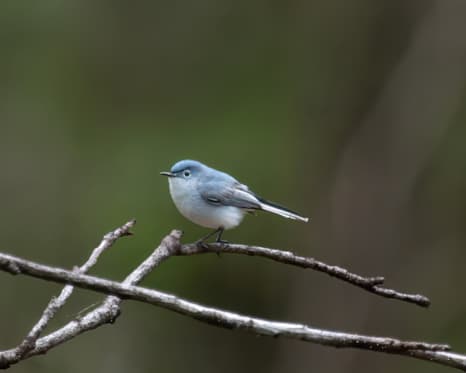 Blue-gray Gnatcher at Homer Lake. Photo by Allison Branson