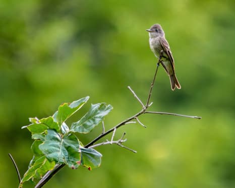 Eastern Wood PeeWee. Photo by Allison Branson